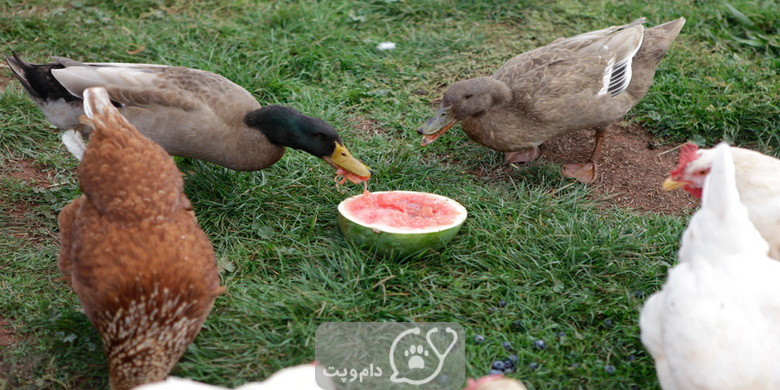 آیا اردک ها می توانند هندوانه بخورند؟ || دام و پت