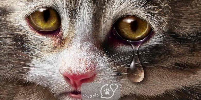آیا گربه ها گریه می کنند؟ || دام و پت