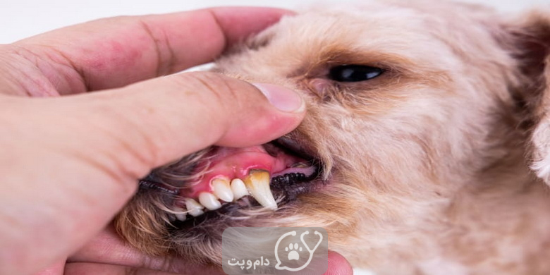 افتادن دندان در توله سگ ها || دام و پت