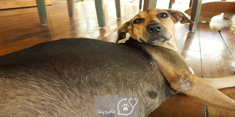 اکلامپسی در سگ های خانگی || دام و پت