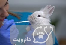 بچه خرگوش ها چه می خورند؟ || دام و پت