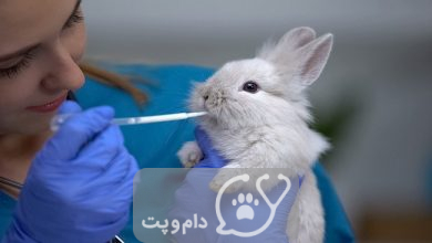 بچه خرگوش ها چه می خورند؟ || دام و پت