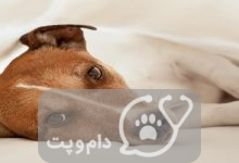 بیماری دیسک بین مهره ای در سگ ها || دام و پت