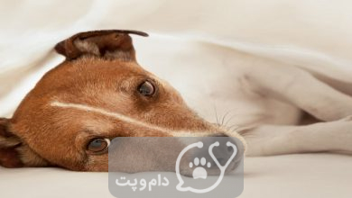بیماری دیسک بین مهره ای در سگ ها || دام و پت