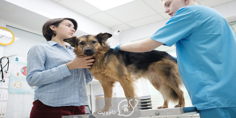 بیماری های کیسه صفرا در سگ ها || دام و پت