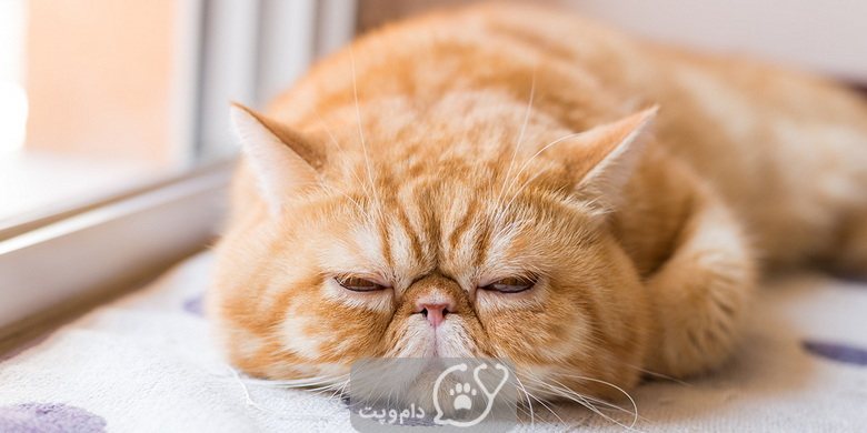 بیماری کلیه پلی کیستیک در گربه ها || دام و پت