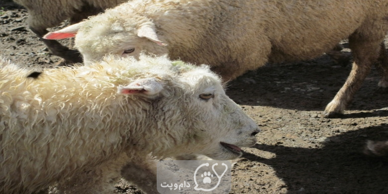 درمان ذات الریه در گوسفندان || دام و پت