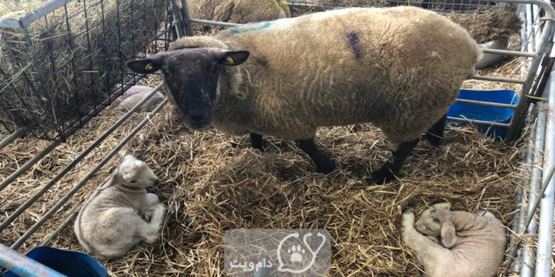 درمان ذات الریه در گوسفندان || دام و پت