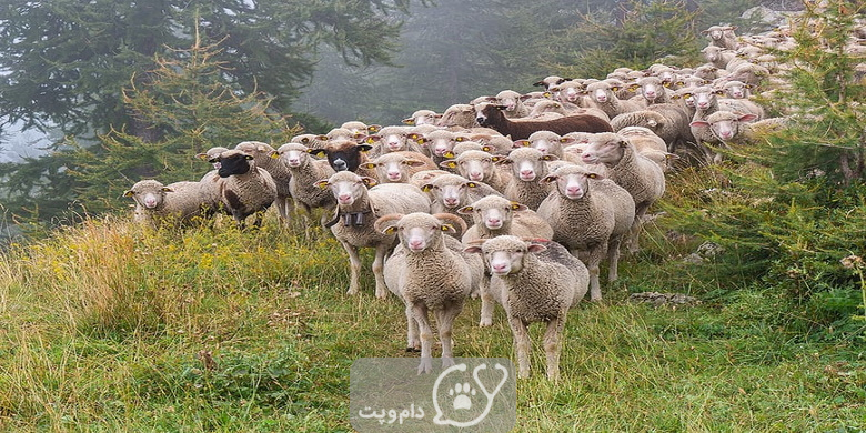 رها کردن گوسفندان در باران || دام و پت