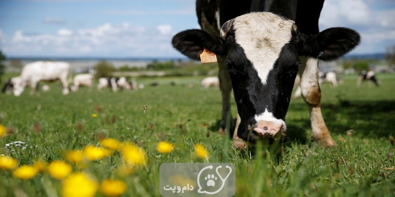 روش های عجیب ابراز محبت در گاوها || دام و پت