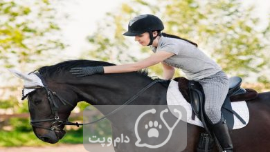 سن مناسب برای سوارکاری در اسب ها || دام و پت