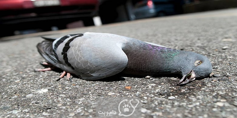 شایع ترین علائم مرگ کبوتر || دام و پت