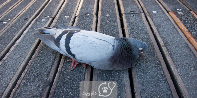 شایع ترین علائم مرگ کبوتر || دام و پت