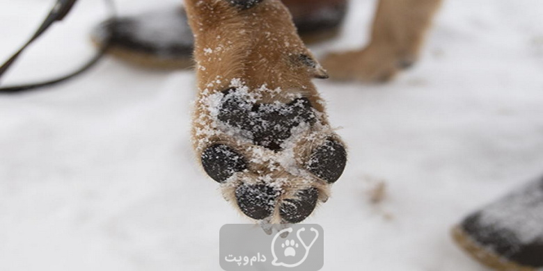 علت سردی پاهای سگ چیست؟ || دام و پت