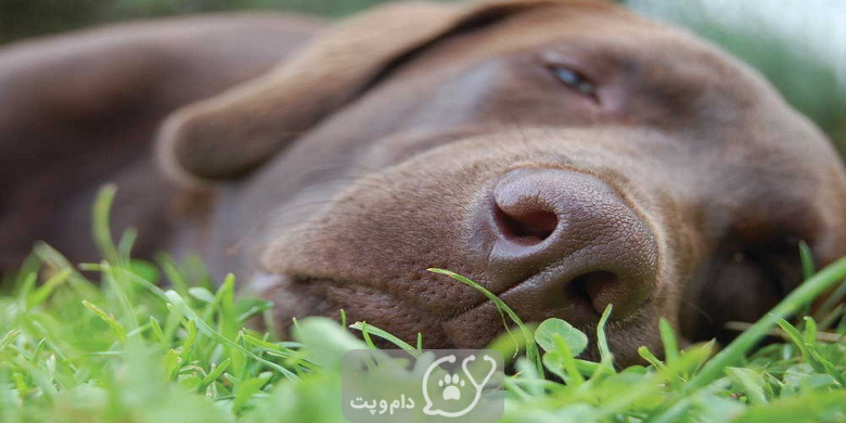 علت غش یا سنکوپ سگ چیست؟ || دام و پت