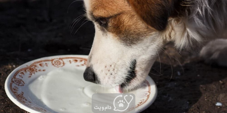 ۱۷ غذای خطرناک برای سگ خانگی || دام و پت