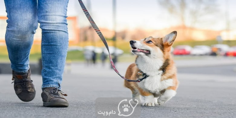 پیاده روی برای سگ خانگی و اهمیت آن || دام و پت