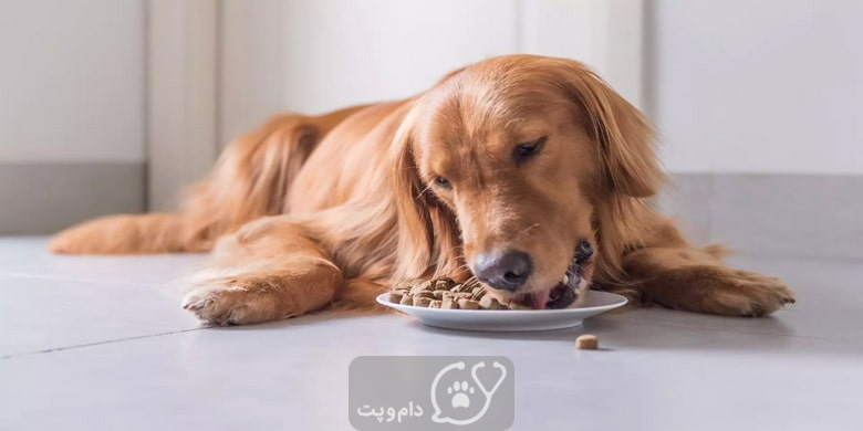 چرا سگ غذایش را پنهان می کند؟ || دام و پت