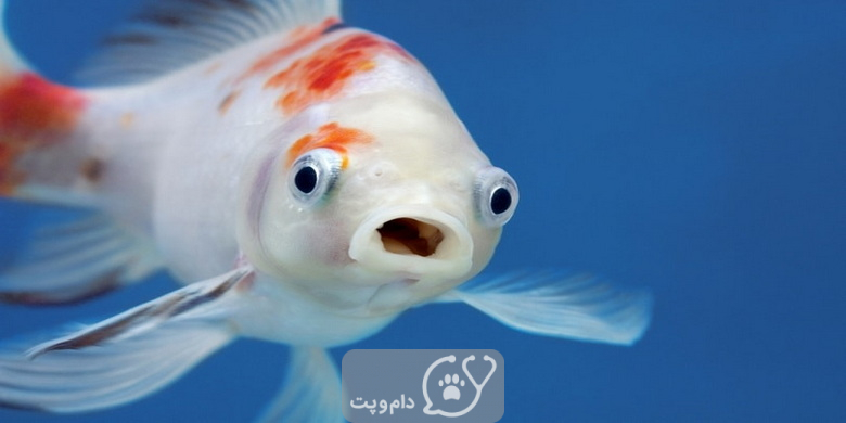 چرا ماهی ها به سطح آب می آیند؟ || دام و پت
