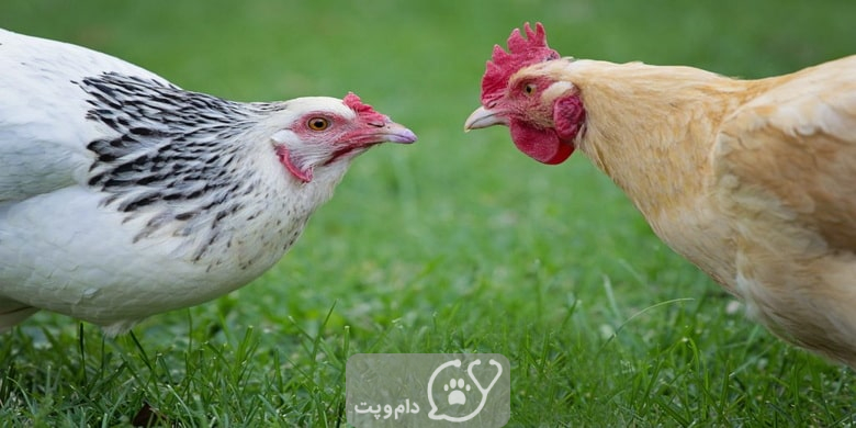 چرا مرغ ها به همدیگر نوک می زنند؟ || دام و پت