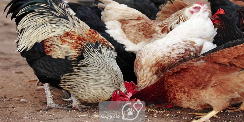 چرا مرغ ها به همدیگر نوک می زنند؟ || دام و پت