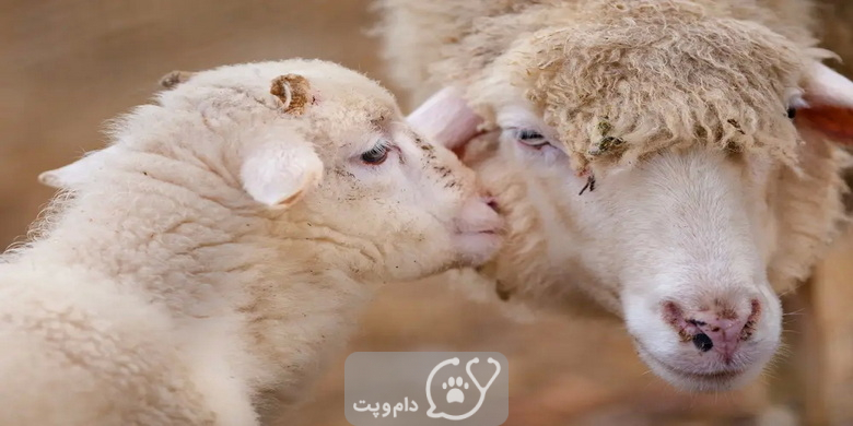 گوسفندان چگونه ابراز محبت می کنند؟ || دام و پت