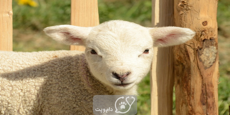 گوسفندان چگونه ابراز محبت می کنند؟ || دام و پت