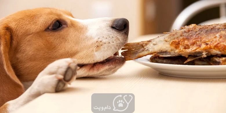 ۱۷ غذای خطرناک برای سگ خانگی || دام و پت
