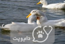 ۷ راه ابراز محبت در اردک ها || دام و پت