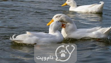 ۷ راه ابراز محبت در اردک ها || دام و پت