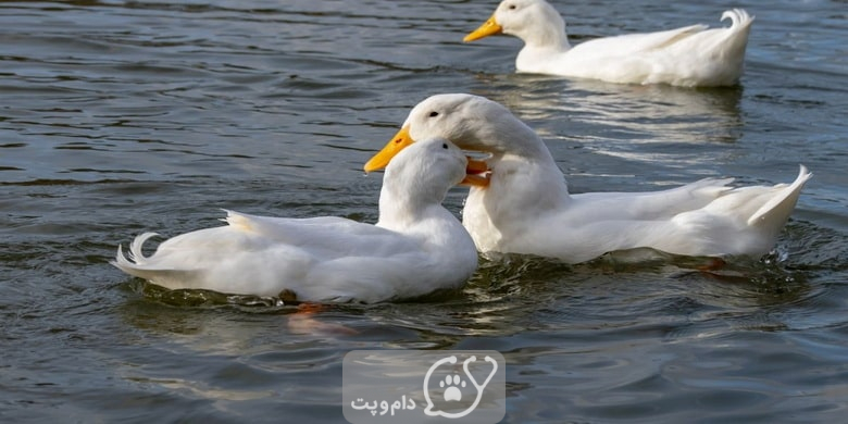 ۷ راه ابراز محبت در اردک ها || دام و پت