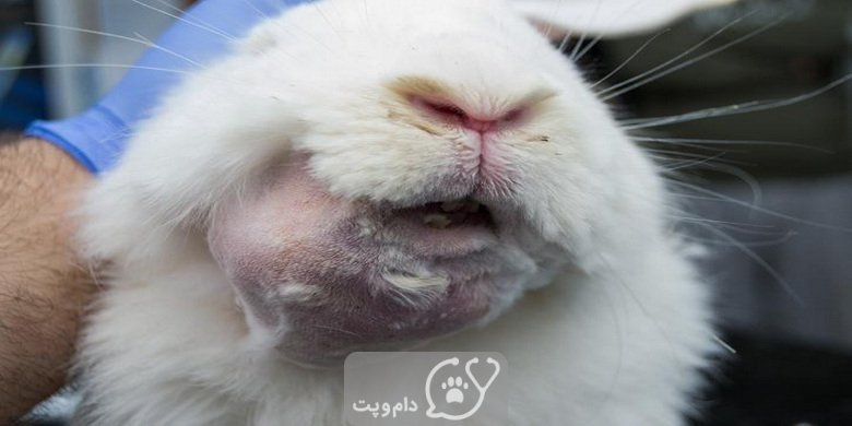 آبسه ریشه دندان در خرگوش1 || دام و پت