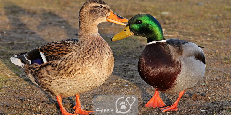 آنتریت ویروسی اردک چیست؟ || دام و پت