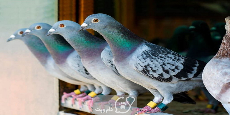 استفاده از پروبیوتیک در کبوترها || دام و پت
