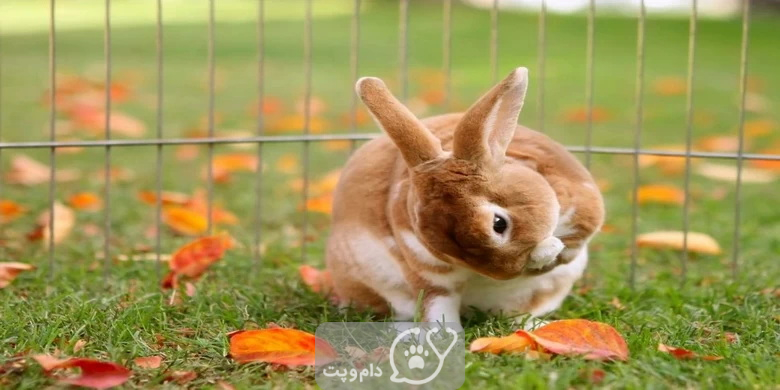 چرا خرگوش خودش را لیس می زند؟ || دام و پت