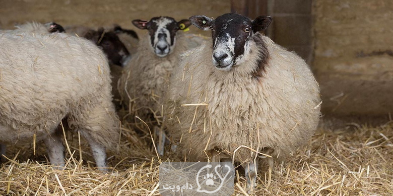 شایع ترین علائم بارداری گوسفندان || دام و پت
