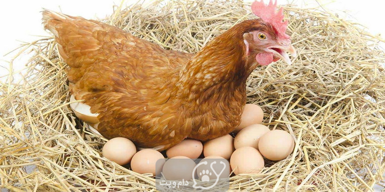 چرا مرغ تخم های کوچکی می گذارد؟ || پزشکت
