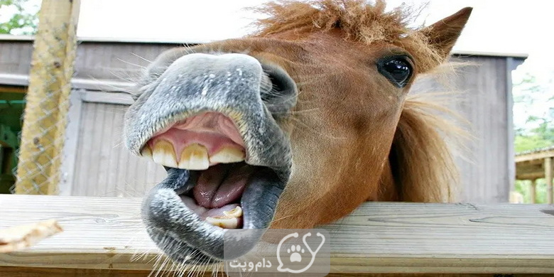 چرا دهان اسب کف می کند؟ || دام و پت