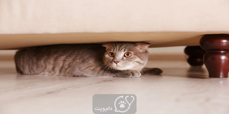 چرا گربه خانگی من پنهان می شود؟ || دام و پت