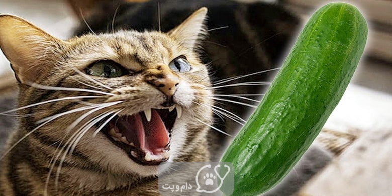 چرا گربه ها از خیار می ترسند؟ || دام و پت