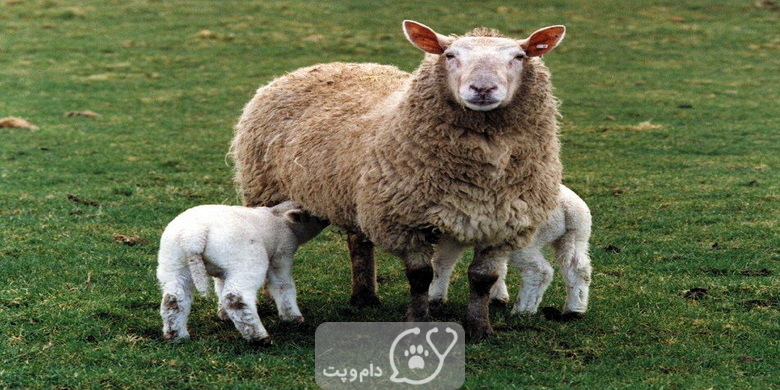 چگونه گوسفند را پروار کنیم؟ || دام و پت