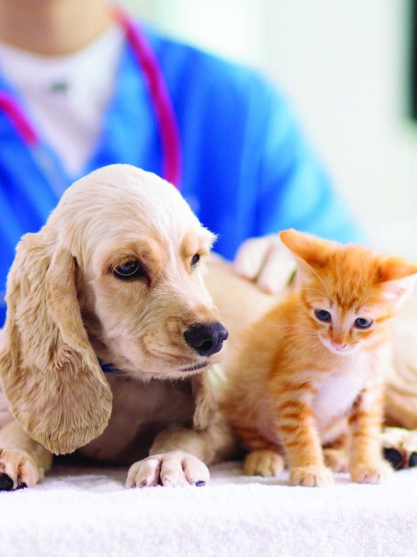 puppy-kitten-vet